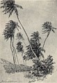 Coconut Palms, St. Croix, 1906. Click to see a larger reproduction
