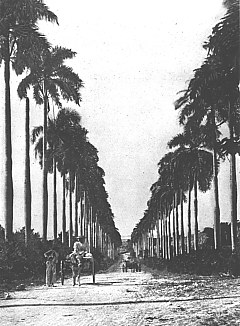 Foto af Constitution Hill, St. Croix, ca. 1899