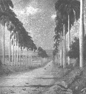 Hugo Larsen: Billede af kongepalmer ved Constitution Hill, St. Croix