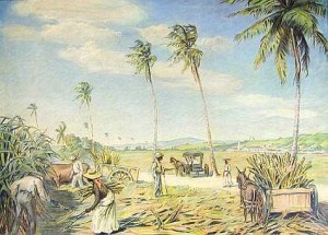 Hugo Larsens farvelitografi af en sukkerh�st p� St. Croix