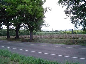 Arne Jakobsens foto fra Centerline Road mod Bethlem, St. Croix.